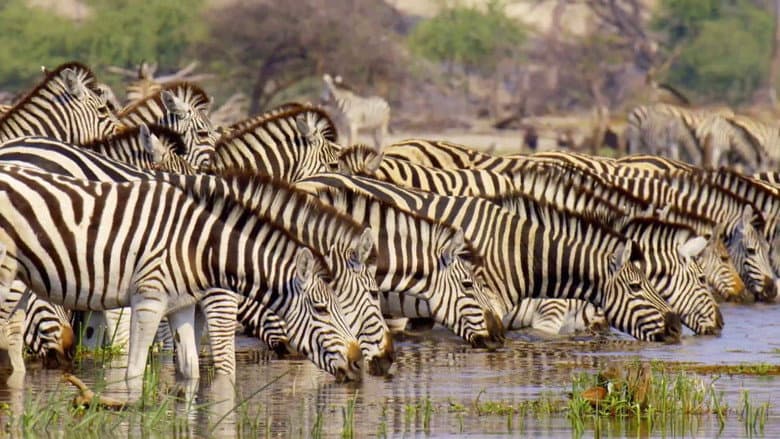 Massive Africa
