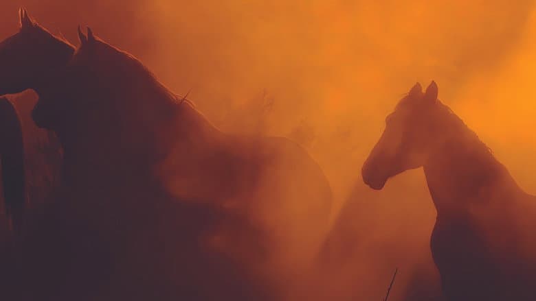 Wild Beauty: Mustang Spirit of the West